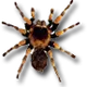 wawilon